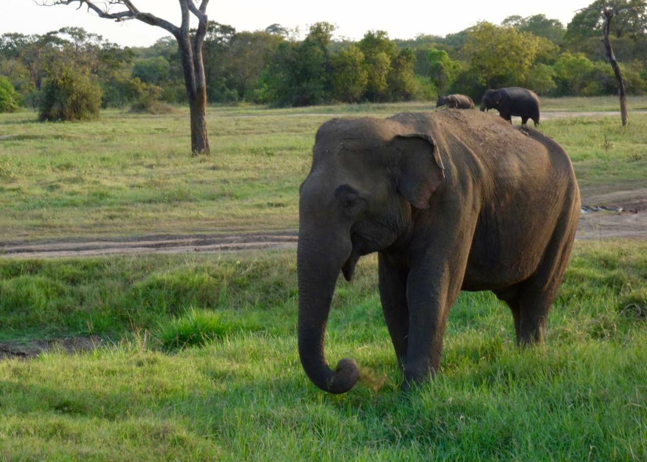 Homestay Camping Anuradhapura Dış mekan fotoğraf