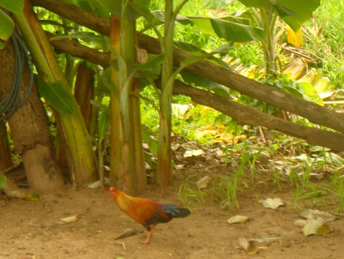Homestay Camping Anuradhapura Dış mekan fotoğraf